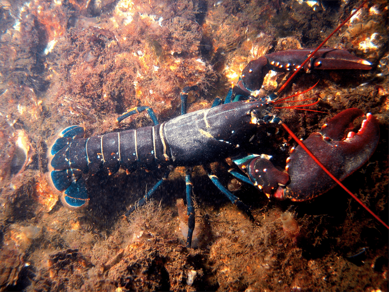 Homarus Gammarus - Омар.