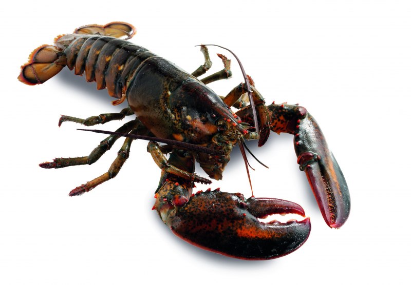 Омар ракообразное