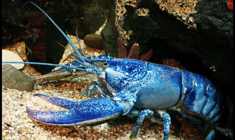 Синий Североатлантический Омар