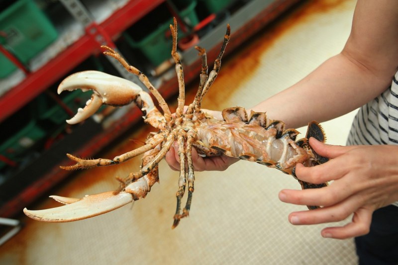 Европейский Омар