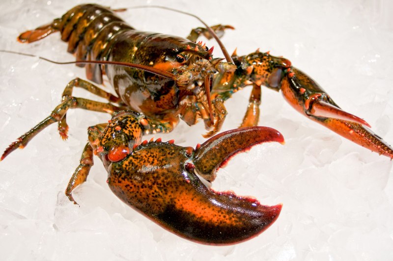 Американский Омар (лобстер)
