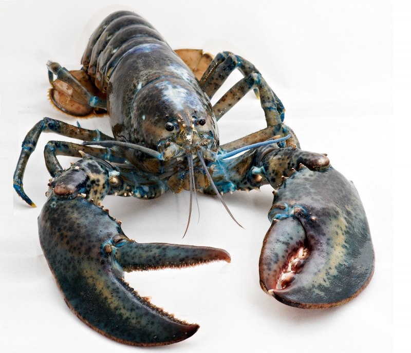 Американский Омар (лобстер)