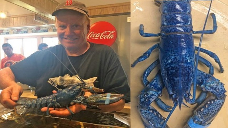 Синий Североатлантический Омар