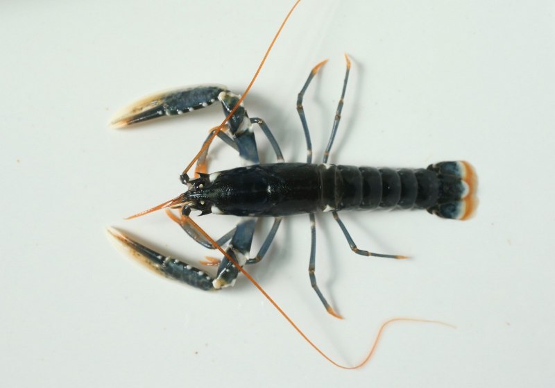 Тойсики растущий Омар