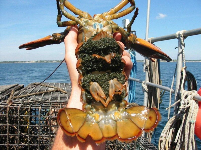 Североатлантический Омар