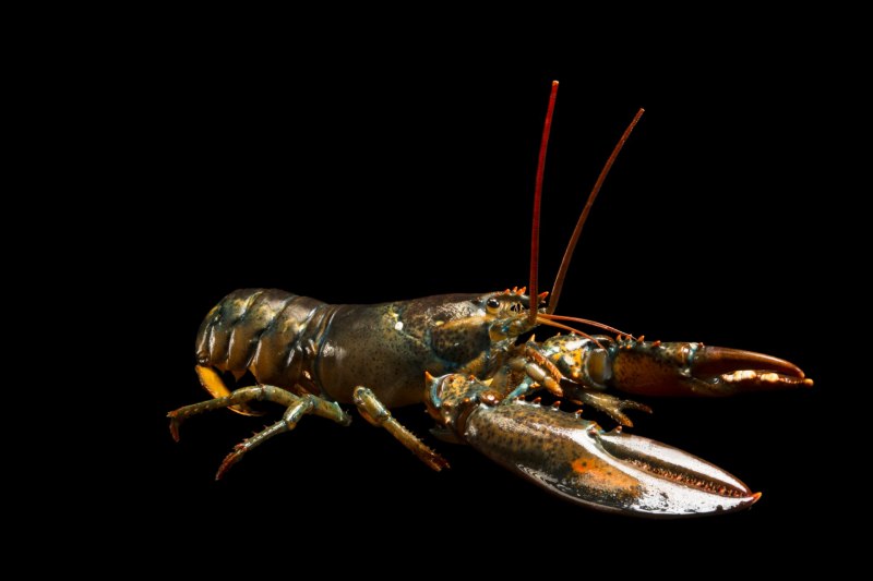 Homarus americanus