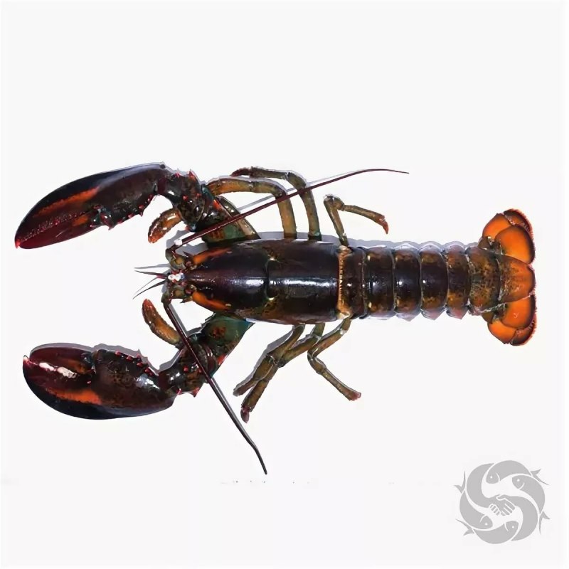 Обыкновенный Омар (Homarus vulgaris)