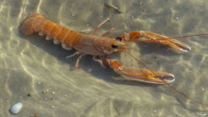 Норвежский Омар