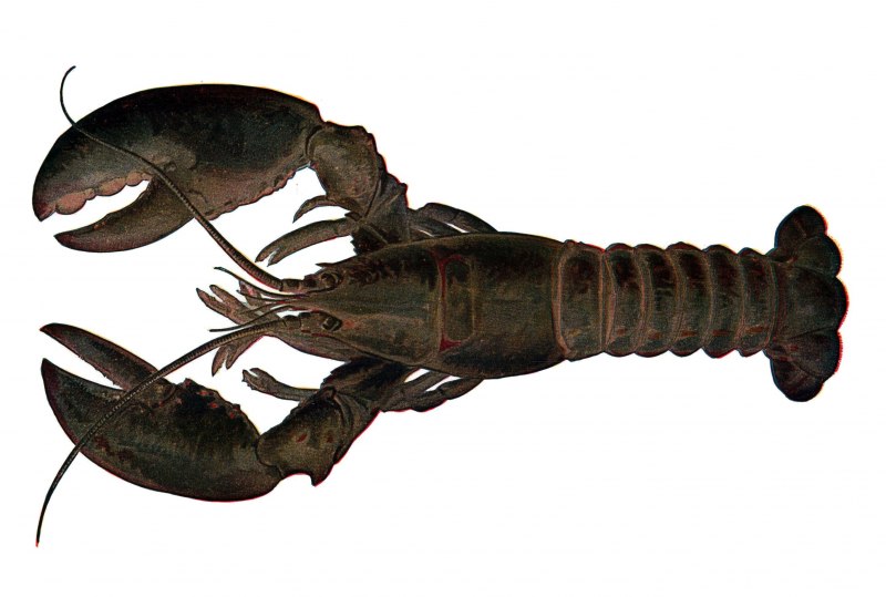 Лангуст и Омар