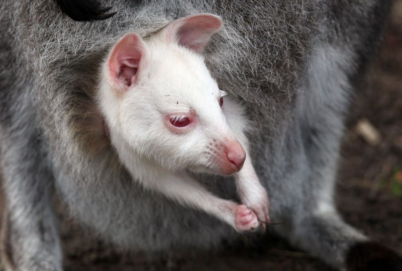 Что такое сахарный глайдер-альбинос?