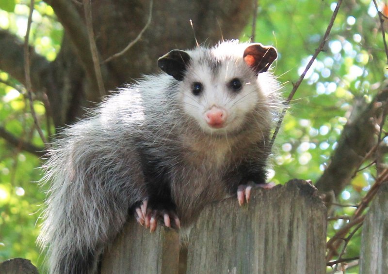 Щеткохвостый поссум