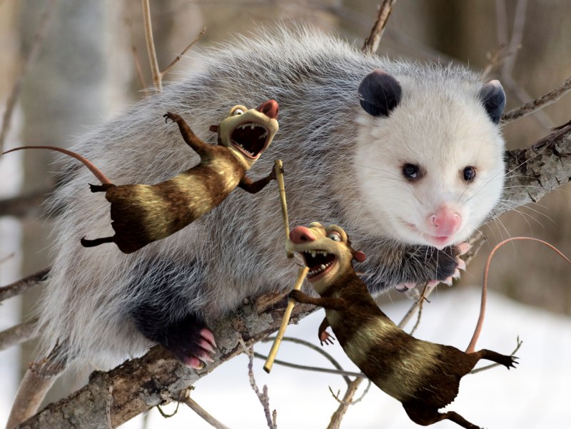 Опоссум пётр