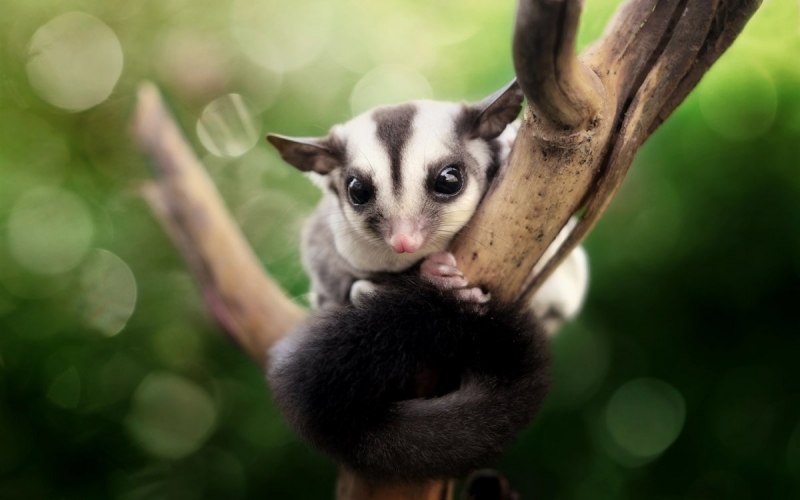 Кускус животное в руках