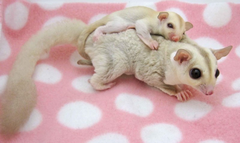 Отряд Насекомоядные ёж