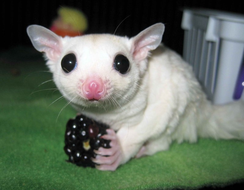 Хайди (опоссум)