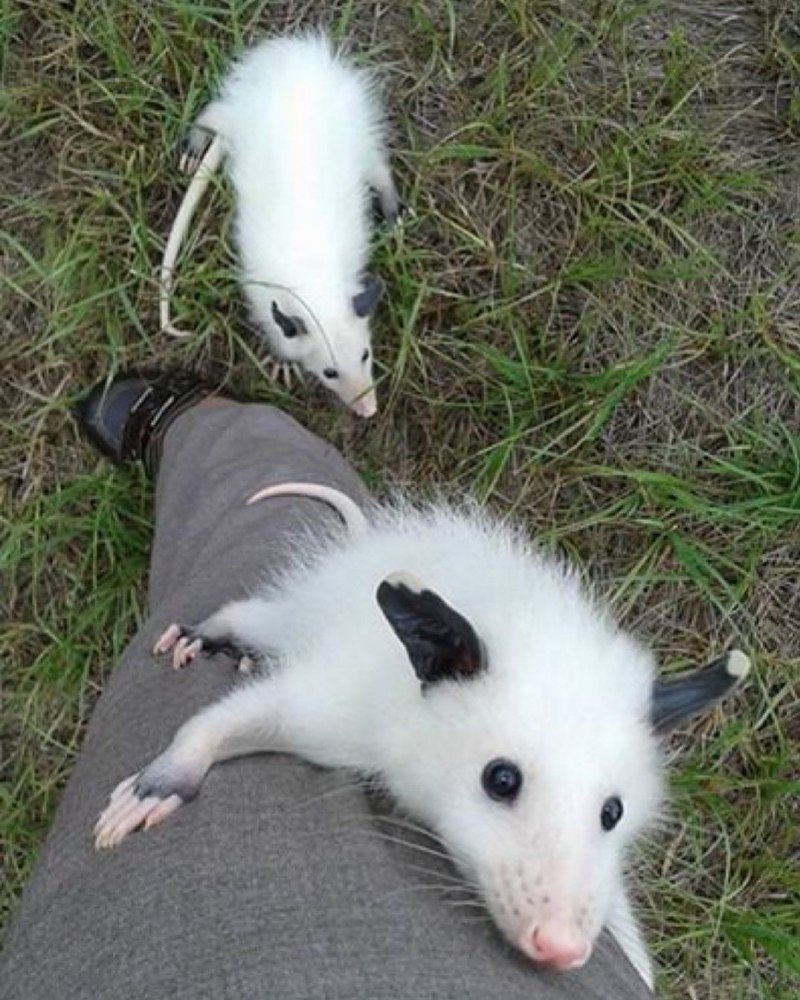 Сумчатый опоссум