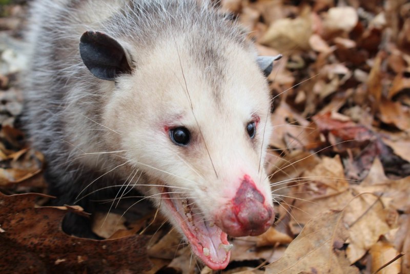Опоссум с детенышами