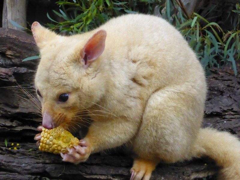 Кенгуру альбинос