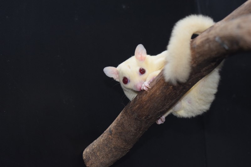 Карликовые поссумы