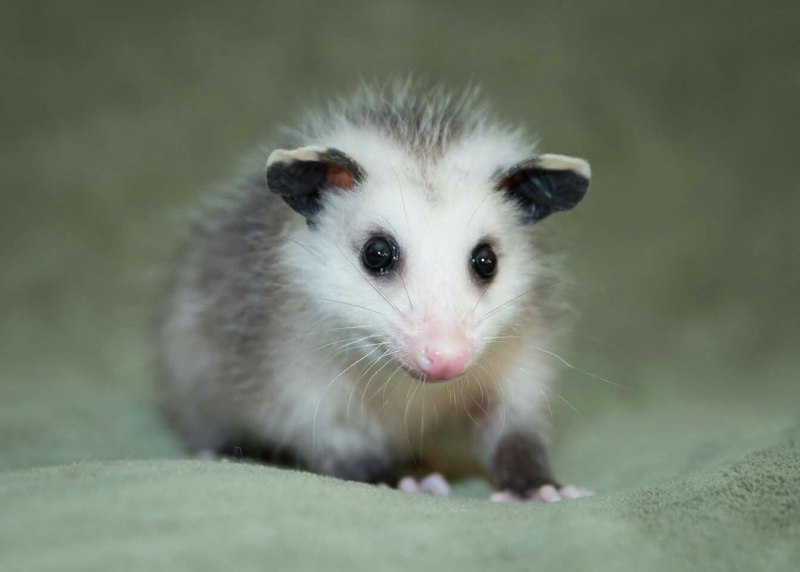 Опоссум ареал