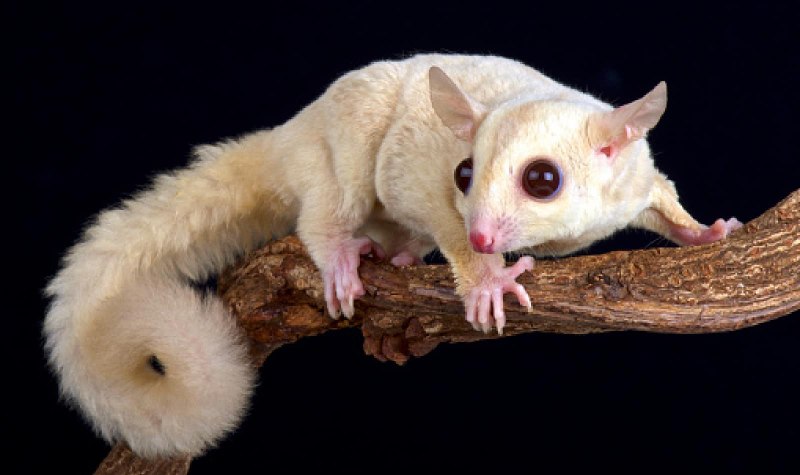 Сахарный летающий поссум