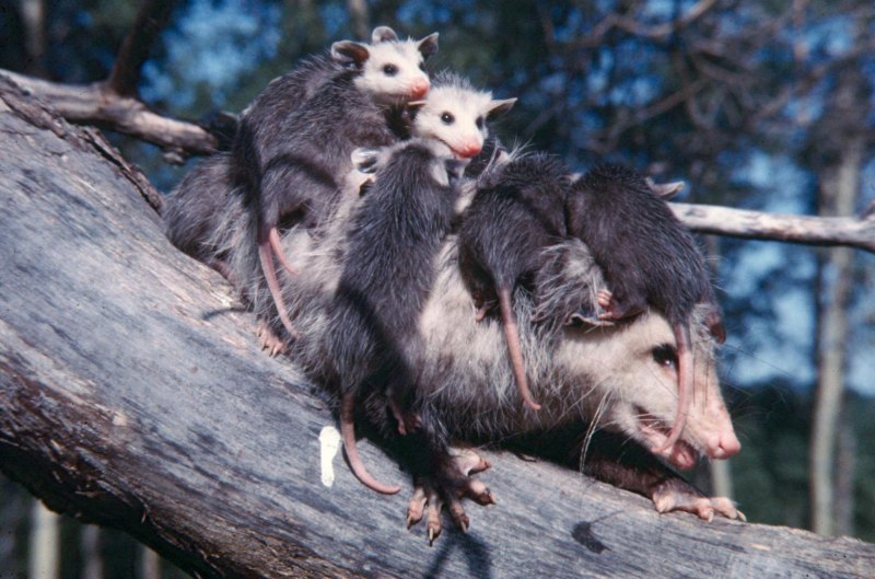 Опоссум Чарли