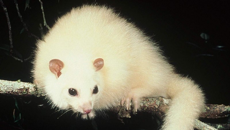 Крысы породы Вистар