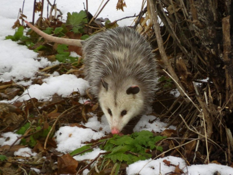Опоссум виргинский (Didelphis virginiana)