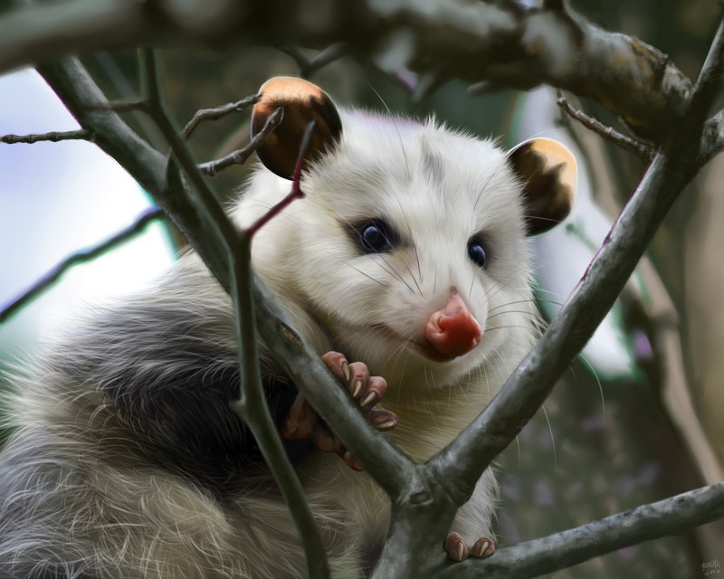 Опоссум и ондатра