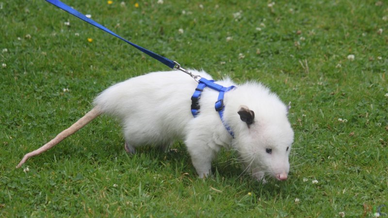 Сахарная сумчатая летяга альбинос