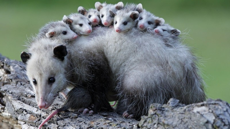 Виргинский опоссум