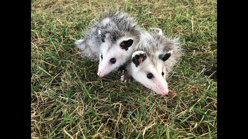Енот и опоссум