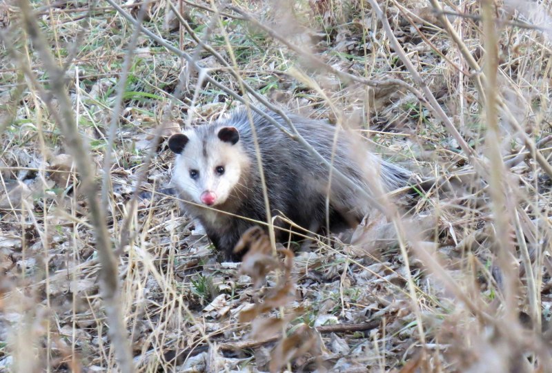 Опоссум вампир