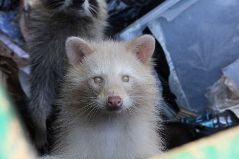 Сахарные сумчетая Литяга