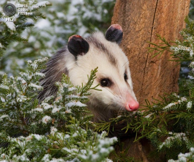 Чилийский опоссум
