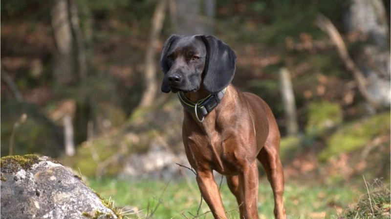 Hanoverian Scenthound