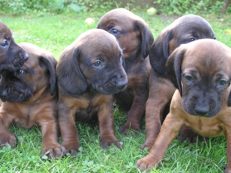 Штайерская жесткошерстная Горная гончая