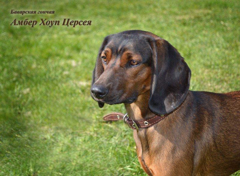 Баварская Горная гончая и Бигль