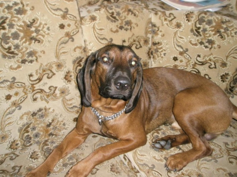 Баварская Горная гончая в квартире может ли оставаться одна дома