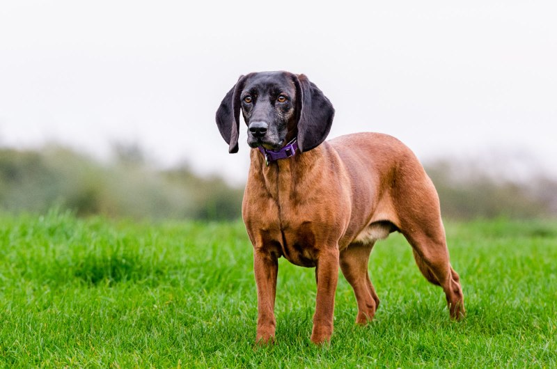 Ганноверская Горная гончая