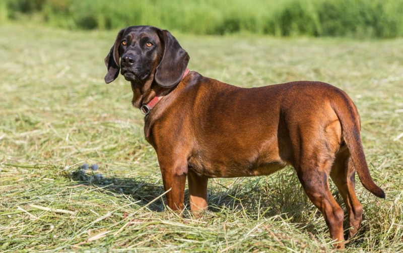 Баварская гончая по кровяному следу