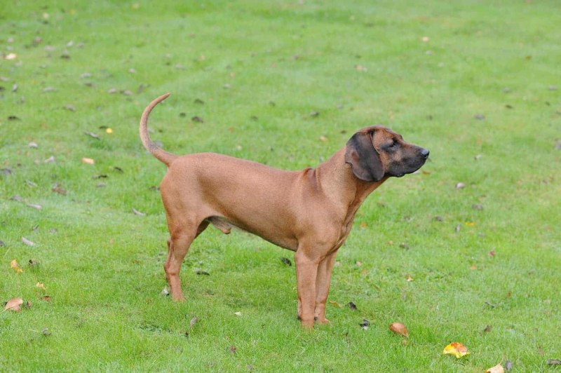 Баварская и Ганноверская гончая