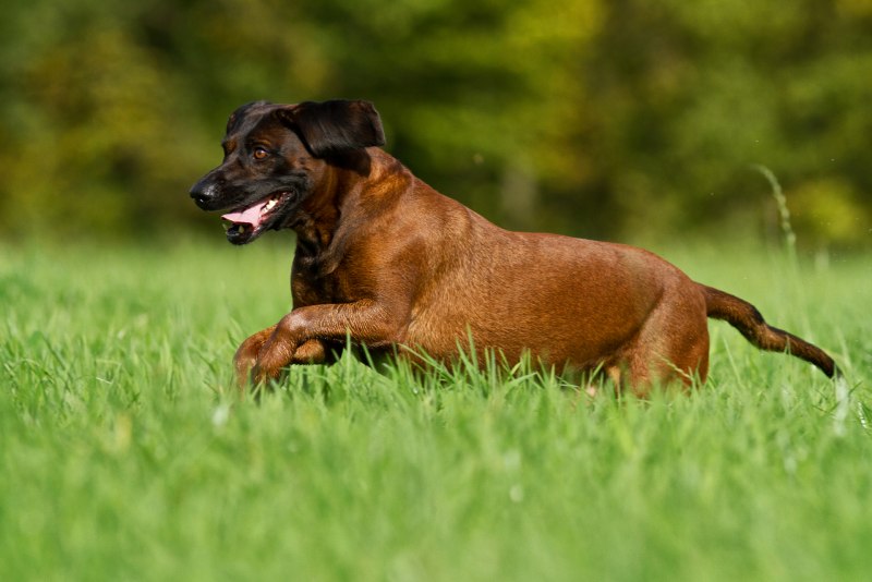 Баварская следовая гончая