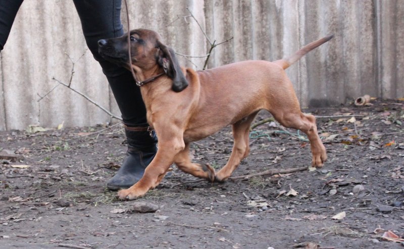 Баварская следовая гончая с оленем
