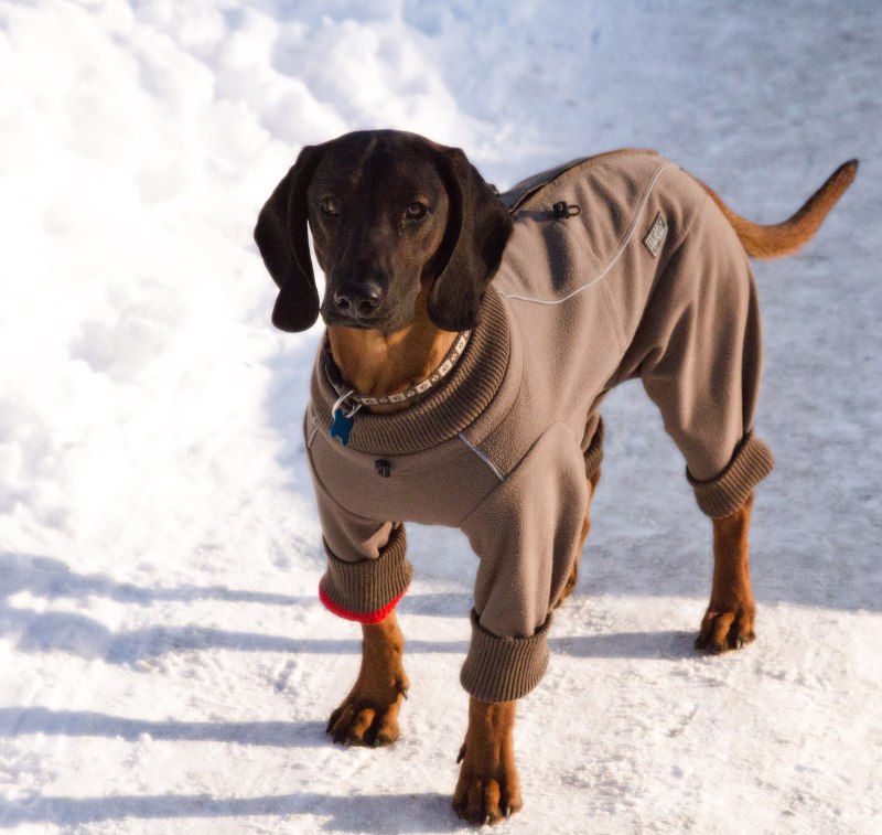 Баварская гончая борзая