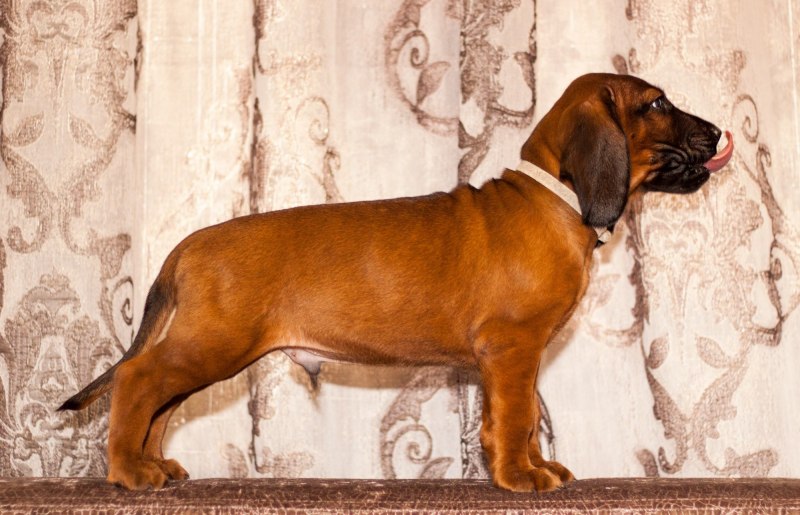 Финская гончая питомник