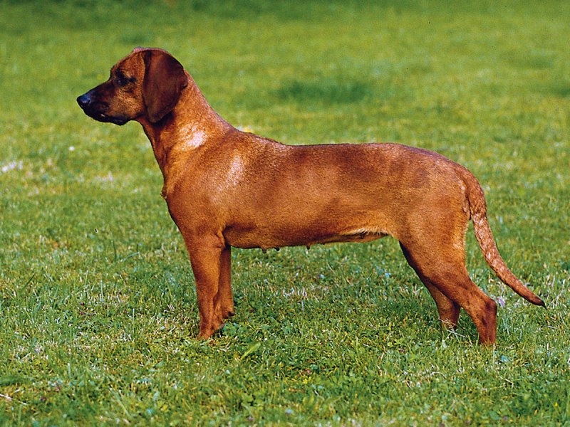 Порода Баварская гончая