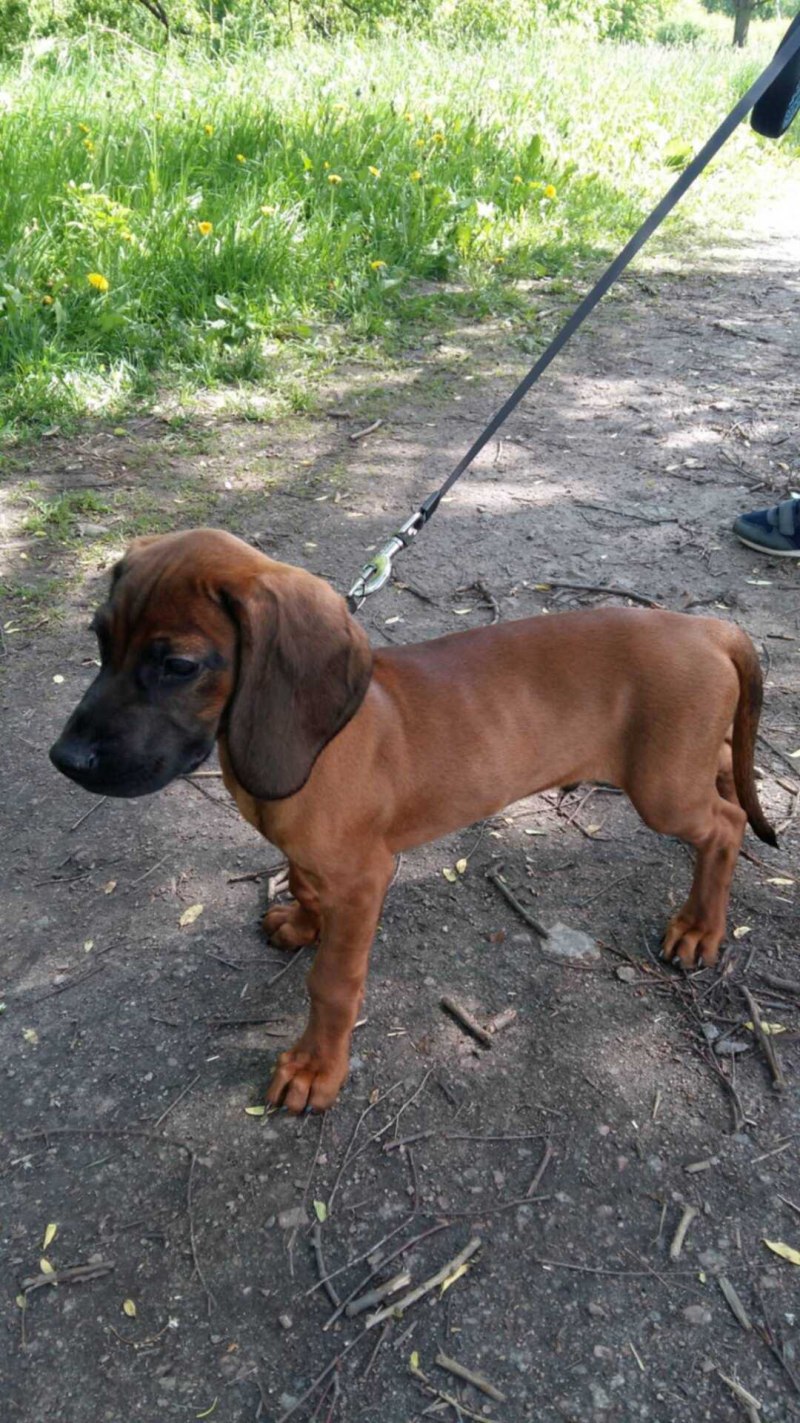 Александр Василевский Баварская Горная гончая