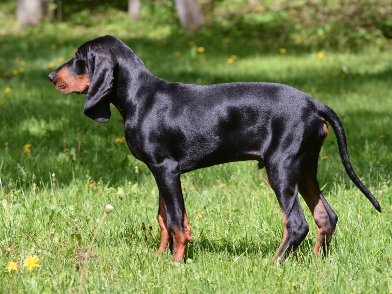 Баварская гончая профиль