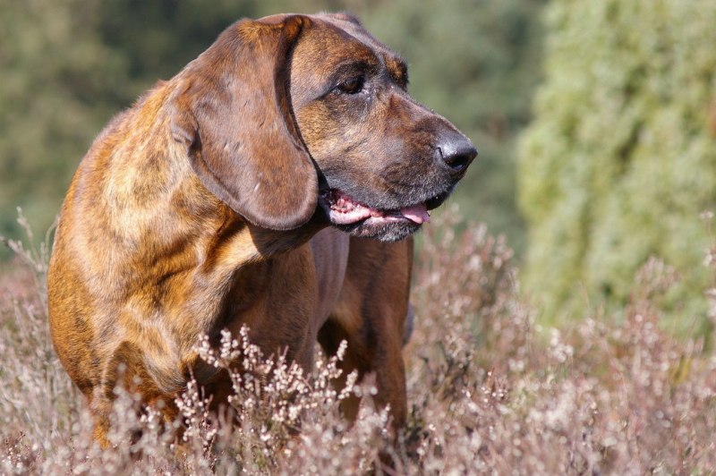 Ганноверская легавая